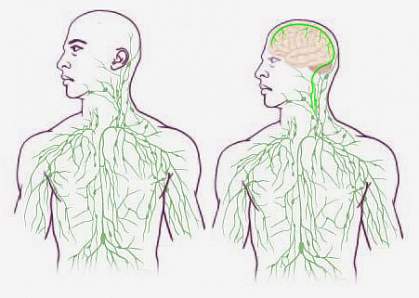 Glymphatic drainage of brain